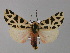  ( - BC ZSM Lep 30751)  @14 [ ] CreativeCommons - Attribution Non-Commercial Share-Alike (2010) Unspecified SNSB, Zoologische Staatssammlung Muenchen