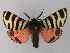  ( - BC ZSM Lep 30758)  @11 [ ] CreativeCommons - Attribution Non-Commercial Share-Alike (2010) Unspecified SNSB, Zoologische Staatssammlung Muenchen
