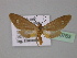 ( - BC ZSM Lep 30763)  @15 [ ] CreativeCommons - Attribution Non-Commercial Share-Alike (2010) Unspecified SNSB, Zoologische Staatssammlung Muenchen