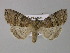  ( - BC ZSM Lep 30787)  @13 [ ] CreativeCommons - Attribution Non-Commercial Share-Alike (2010) Unspecified SNSB, Zoologische Staatssammlung Muenchen