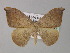  ( - BC ZSM Lep 30790)  @13 [ ] CreativeCommons - Attribution Non-Commercial Share-Alike (2010) Unspecified SNSB, Zoologische Staatssammlung Muenchen