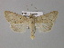  ( - BC ZSM Lep 30823)  @13 [ ] CreativeCommons - Attribution Non-Commercial Share-Alike (2010) Unspecified SNSB, Zoologische Staatssammlung Muenchen