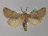  ( - BC ZSM Lep 30825)  @14 [ ] CreativeCommons - Attribution Non-Commercial Share-Alike (2010) Unspecified SNSB, Zoologische Staatssammlung Muenchen