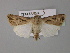  ( - BC ZSM Lep 30826)  @11 [ ] CreativeCommons - Attribution Non-Commercial Share-Alike (2010) Unspecified SNSB, Zoologische Staatssammlung Muenchen