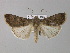 ( - BC ZSM Lep 30827)  @14 [ ] CreativeCommons - Attribution Non-Commercial Share-Alike (2010) Unspecified SNSB, Zoologische Staatssammlung Muenchen