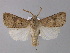  ( - BC ZSM Lep 30833)  @15 [ ] CreativeCommons - Attribution Non-Commercial Share-Alike (2010) Unspecified SNSB, Zoologische Staatssammlung Muenchen