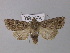  ( - BC ZSM Lep 30834)  @14 [ ] CreativeCommons - Attribution Non-Commercial Share-Alike (2010) Unspecified SNSB, Zoologische Staatssammlung Muenchen
