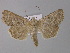  ( - BC ZSM Lep 30835)  @14 [ ] CreativeCommons - Attribution Non-Commercial Share-Alike (2010) Unspecified SNSB, Zoologische Staatssammlung Muenchen