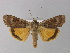  ( - BC ZSM Lep 30845)  @14 [ ] CreativeCommons - Attribution Non-Commercial Share-Alike (2010) Unspecified SNSB, Zoologische Staatssammlung Muenchen