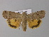  ( - BC ZSM Lep 30846)  @14 [ ] CreativeCommons - Attribution Non-Commercial Share-Alike (2010) Unspecified SNSB, Zoologische Staatssammlung Muenchen