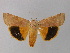  ( - BC ZSM Lep 30850)  @13 [ ] CreativeCommons - Attribution Non-Commercial Share-Alike (2010) Unspecified SNSB, Zoologische Staatssammlung Muenchen