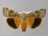  ( - BC ZSM Lep 30851)  @13 [ ] CreativeCommons - Attribution Non-Commercial Share-Alike (2010) Unspecified SNSB, Zoologische Staatssammlung Muenchen