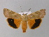  ( - BC ZSM Lep 30852)  @14 [ ] CreativeCommons - Attribution Non-Commercial Share-Alike (2010) Unspecified SNSB, Zoologische Staatssammlung Muenchen
