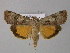 ( - BC ZSM Lep 30853)  @14 [ ] CreativeCommons - Attribution Non-Commercial Share-Alike (2010) Unspecified SNSB, Zoologische Staatssammlung Muenchen
