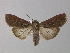 ( - BC ZSM Lep 30854)  @14 [ ] CreativeCommons - Attribution Non-Commercial Share-Alike (2010) Unspecified SNSB, Zoologische Staatssammlung Muenchen