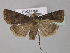  ( - BC ZSM Lep 30864)  @14 [ ] CreativeCommons - Attribution Non-Commercial Share-Alike (2010) Unspecified SNSB, Zoologische Staatssammlung Muenchen