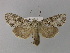  ( - BC ZSM Lep 30871)  @14 [ ] CreativeCommons - Attribution Non-Commercial Share-Alike (2010) Unspecified SNSB, Zoologische Staatssammlung Muenchen