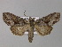  (Mamestra w-latinum - BC ZSM Lep 30874)  @15 [ ] CreativeCommons - Attribution Non-Commercial Share-Alike (2010) Unspecified SNSB, Zoologische Staatssammlung Muenchen