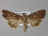  (Mamestra oleracea - BC ZSM Lep 30875)  @13 [ ] CreativeCommons - Attribution Non-Commercial Share-Alike (2010) Unspecified SNSB, Zoologische Staatssammlung Muenchen