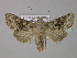 (Mamestra bicolorata - BC ZSM Lep 30876)  @14 [ ] CreativeCommons - Attribution Non-Commercial Share-Alike (2010) Unspecified SNSB, Zoologische Staatssammlung Muenchen