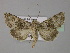  ( - BC ZSM Lep 30877)  @14 [ ] CreativeCommons - Attribution Non-Commercial Share-Alike (2010) Unspecified SNSB, Zoologische Staatssammlung Muenchen
