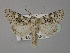  (Mamestra cappa - BC ZSM Lep 30878)  @14 [ ] CreativeCommons - Attribution Non-Commercial Share-Alike (2010) Unspecified SNSB, Zoologische Staatssammlung Muenchen