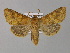  (Hadena luteago - BC ZSM Lep 30880)  @14 [ ] CreativeCommons - Attribution Non-Commercial Share-Alike (2010) Unspecified SNSB, Zoologische Staatssammlung Muenchen