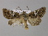  ( - BC ZSM Lep 30883)  @14 [ ] CreativeCommons - Attribution Non-Commercial Share-Alike (2010) Unspecified SNSB, Zoologische Staatssammlung Muenchen
