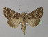  (Hadena bicruris - BC ZSM Lep 30884)  @15 [ ] CreativeCommons - Attribution Non-Commercial Share-Alike (2010) Unspecified SNSB, Zoologische Staatssammlung Muenchen