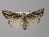  ( - BC ZSM Lep 30889)  @14 [ ] CreativeCommons - Attribution Non-Commercial Share-Alike (2010) Unspecified SNSB, Zoologische Staatssammlung Muenchen