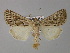  (Thalpophila - BC ZSM Lep 30890)  @15 [ ] CreativeCommons - Attribution Non-Commercial Share-Alike (2010) Unspecified SNSB, Zoologische Staatssammlung Muenchen