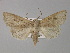  ( - BC ZSM Lep 30893)  @11 [ ] CreativeCommons - Attribution Non-Commercial Share-Alike (2010) Unspecified SNSB, Zoologische Staatssammlung Muenchen