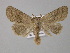  ( - BC ZSM Lep 30894)  @11 [ ] CreativeCommons - Attribution Non-Commercial Share-Alike (2010) Unspecified SNSB, Zoologische Staatssammlung Muenchen