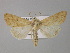  ( - BC ZSM Lep 30901)  @14 [ ] CreativeCommons - Attribution Non-Commercial Share-Alike (2010) Unspecified SNSB, Zoologische Staatssammlung Muenchen