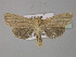  (Mythimna impura - BC ZSM Lep 30903)  @14 [ ] CreativeCommons - Attribution Non-Commercial Share-Alike (2010) Unspecified SNSB, Zoologische Staatssammlung Muenchen