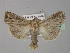 ( - BC ZSM Lep 30904)  @14 [ ] CreativeCommons - Attribution Non-Commercial Share-Alike (2010) Unspecified SNSB, Zoologische Staatssammlung Muenchen