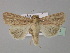  (Mythimna congrua - BC ZSM Lep 30905)  @13 [ ] CreativeCommons - Attribution Non-Commercial Share-Alike (2010) Unspecified SNSB, Zoologische Staatssammlung Muenchen