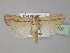  (Mythimna prominens - BC ZSM Lep 30907)  @15 [ ] CreativeCommons - Attribution Non-Commercial Share-Alike (2010) Unspecified SNSB, Zoologische Staatssammlung Muenchen
