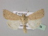  ( - BC ZSM Lep 30908)  @14 [ ] CreativeCommons - Attribution Non-Commercial Share-Alike (2010) Unspecified SNSB, Zoologische Staatssammlung Muenchen