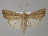  ( - BC ZSM Lep 30912)  @14 [ ] CreativeCommons - Attribution Non-Commercial Share-Alike (2010) Unspecified SNSB, Zoologische Staatssammlung Muenchen