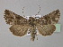  ( - BC ZSM Lep 30918)  @13 [ ] CreativeCommons - Attribution Non-Commercial Share-Alike (2010) Unspecified SNSB, Zoologische Staatssammlung Muenchen