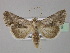 (Calophasia - BC ZSM Lep 30919)  @15 [ ] CreativeCommons - Attribution Non-Commercial Share-Alike (2010) Unspecified SNSB, Zoologische Staatssammlung Muenchen