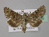  ( - BC ZSM Lep 30920)  @14 [ ] CreativeCommons - Attribution Non-Commercial Share-Alike (2010) Unspecified SNSB, Zoologische Staatssammlung Muenchen