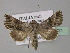  (Omphalophana anatolica - BC ZSM Lep 30921)  @14 [ ] CreativeCommons - Attribution Non-Commercial Share-Alike (2010) Unspecified SNSB, Zoologische Staatssammlung Muenchen