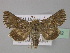  (Omphalophana serrata - BC ZSM Lep 30922)  @14 [ ] CreativeCommons - Attribution Non-Commercial Share-Alike (2010) Unspecified SNSB, Zoologische Staatssammlung Muenchen