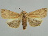  ( - BC ZSM Lep 34632)  @11 [ ] CreativeCommons - Attribution Non-Commercial Share-Alike (2010) Unspecified SNSB, Zoologische Staatssammlung Muenchen