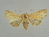  (Mythimna radiata - BC ZSM Lep 34633)  @13 [ ] CreativeCommons - Attribution Non-Commercial Share-Alike (2010) Unspecified SNSB, Zoologische Staatssammlung Muenchen