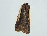  ( - BC ZSM Lep 34635)  @12 [ ] CreativeCommons - Attribution Non-Commercial Share-Alike (2010) Unspecified SNSB, Zoologische Staatssammlung Muenchen