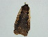  ( - BC ZSM Lep 34636)  @12 [ ] CreativeCommons - Attribution Non-Commercial Share-Alike (2010) Unspecified SNSB, Zoologische Staatssammlung Muenchen