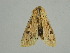 (Mythimna albomarginata - BC ZSM Lep 34637)  @11 [ ] CreativeCommons - Attribution Non-Commercial Share-Alike (2010) Unspecified SNSB, Zoologische Staatssammlung Muenchen